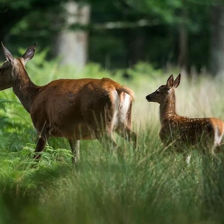 Maison Au Milieu Des Bois Et Des Animaux Jouy-le-Potier Екстериор снимка