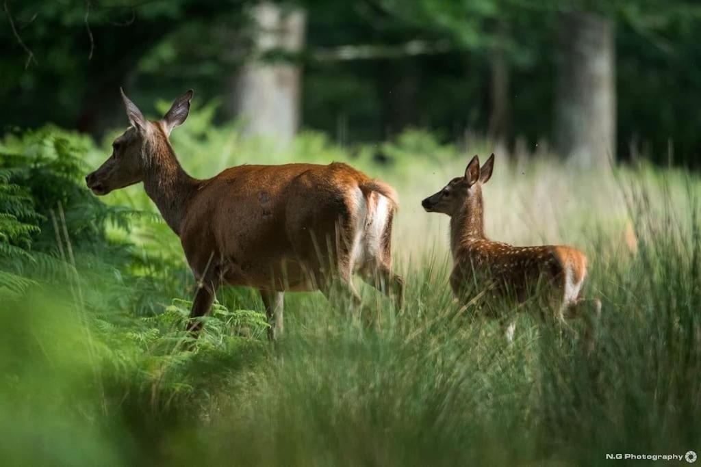 Maison Au Milieu Des Bois Et Des Animaux Jouy-le-Potier Екстериор снимка