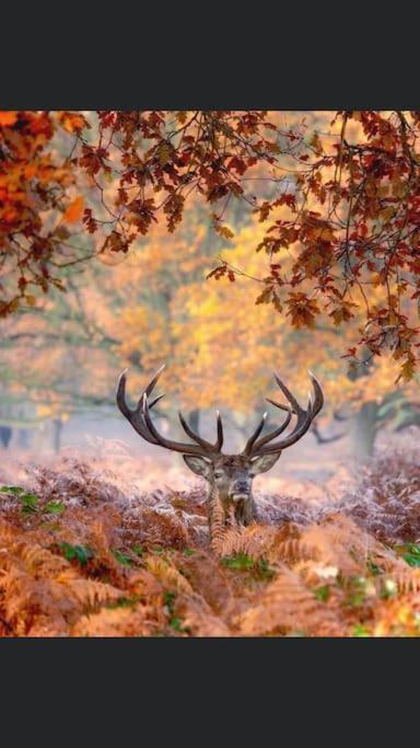 Maison Au Milieu Des Bois Et Des Animaux Jouy-le-Potier Екстериор снимка