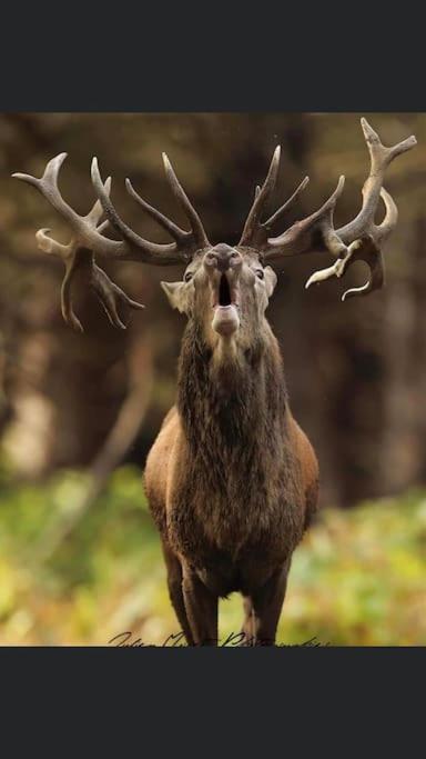 Maison Au Milieu Des Bois Et Des Animaux Jouy-le-Potier Екстериор снимка